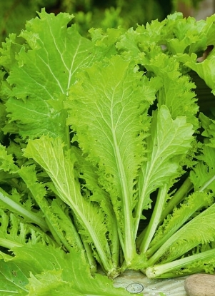 Picture of Mustard Curly Leaf Southern Giant